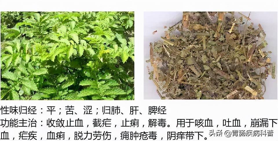 全網最全的中草藥圖譜圖片性味歸經主治功效還不收藏