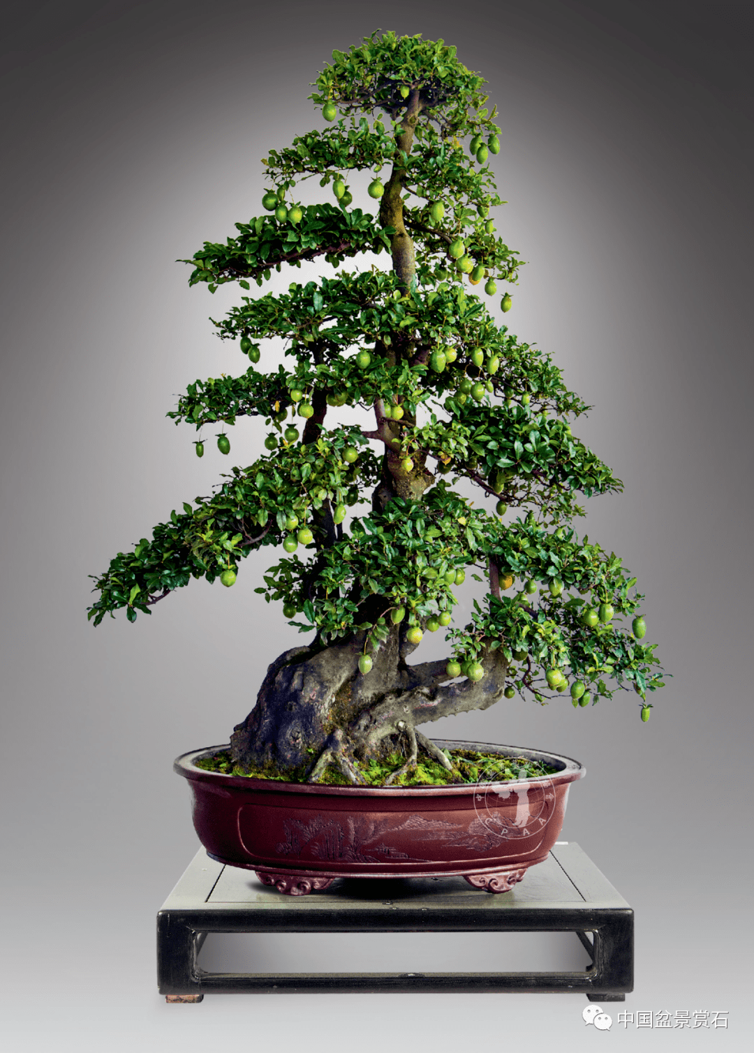 金弹子的这些制作养护小知识,你都知道吗?