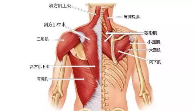 1,放松过紧张肌肉82 胸部拉伸右手和右前臂抵着门框站立,手肘位置