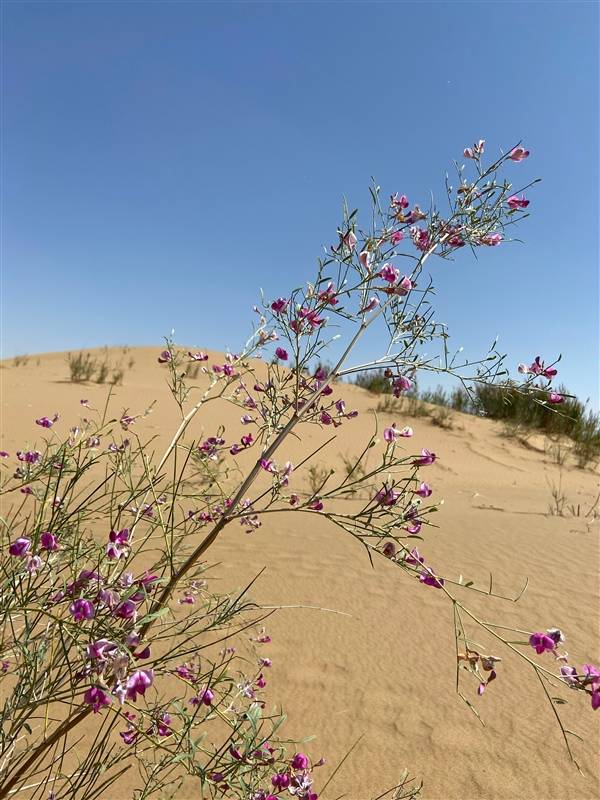 蚂蚁森林花棒秀:1分钟随风摇摆40多次
