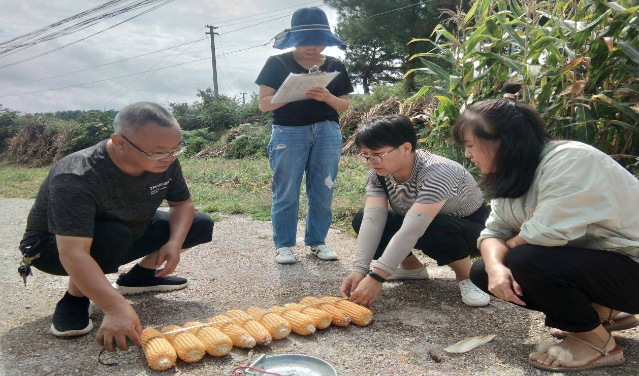 亩产量|提供技术支撑 花溪区农业农村局积极开展玉米测产工作