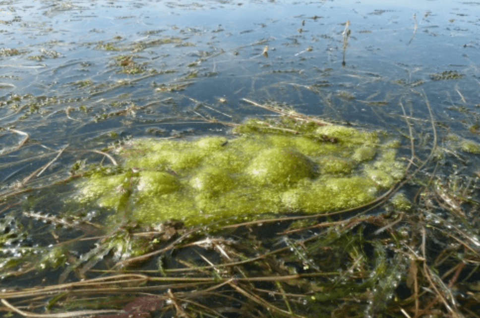 警长:这是我职业生涯中,最神秘的案子_藻类