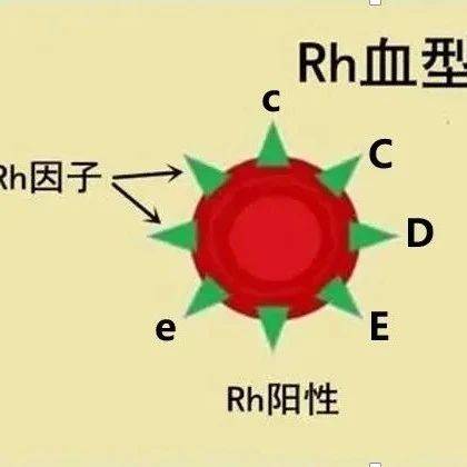 淄博市中心医院输血科:在全市开展Rh血型相容性输注,精准输血助力医疗安全_抗原