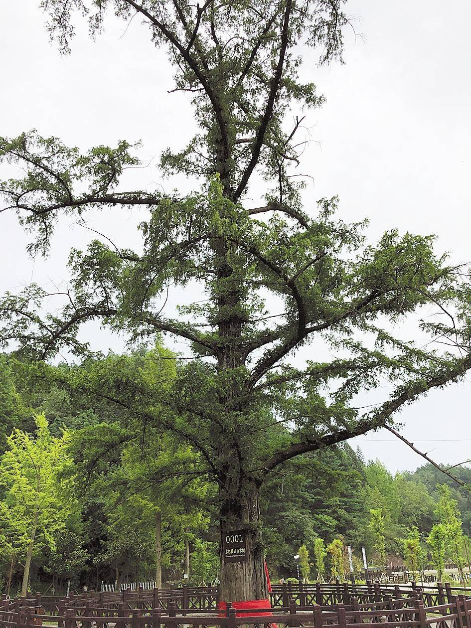 对82万多株古树层层筛选 湖北有了“十大最美古树”