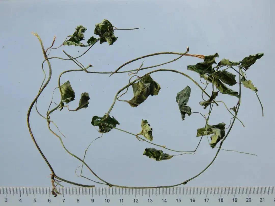 每天学习一味中药——天仙藤