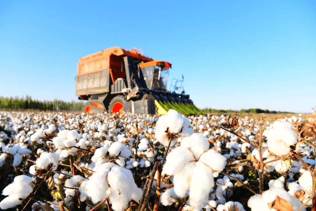 迎丰收话幸福各团场棉花采摘加工整装待发