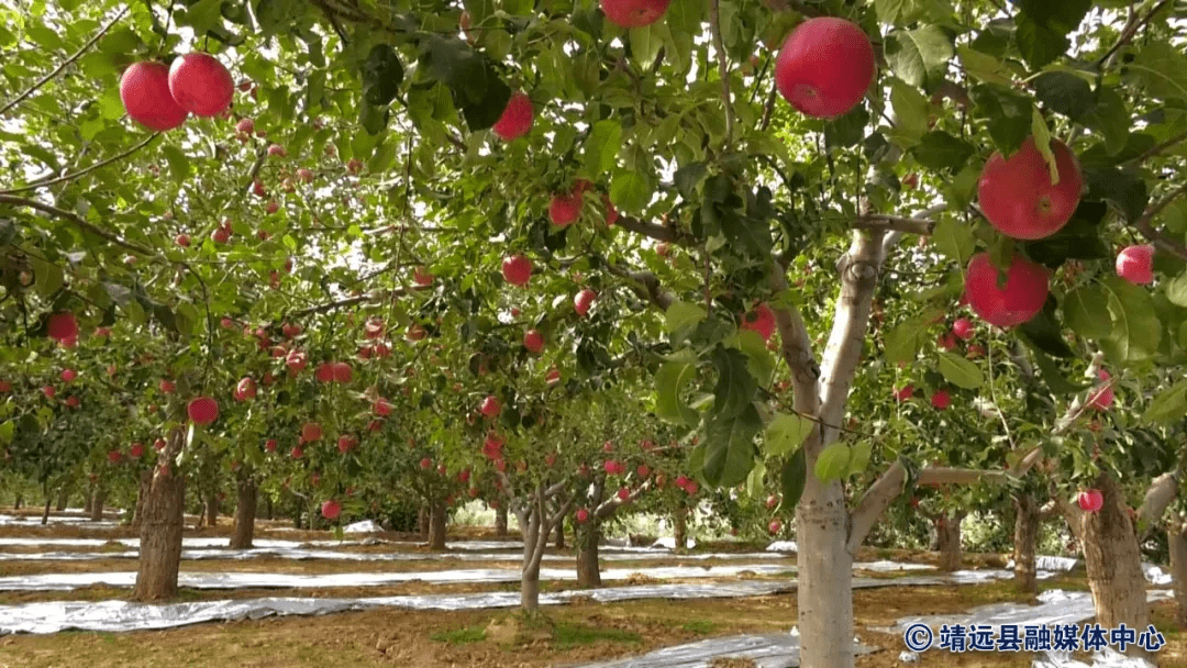 红了!红了!三滩苹果红了!_三滩镇