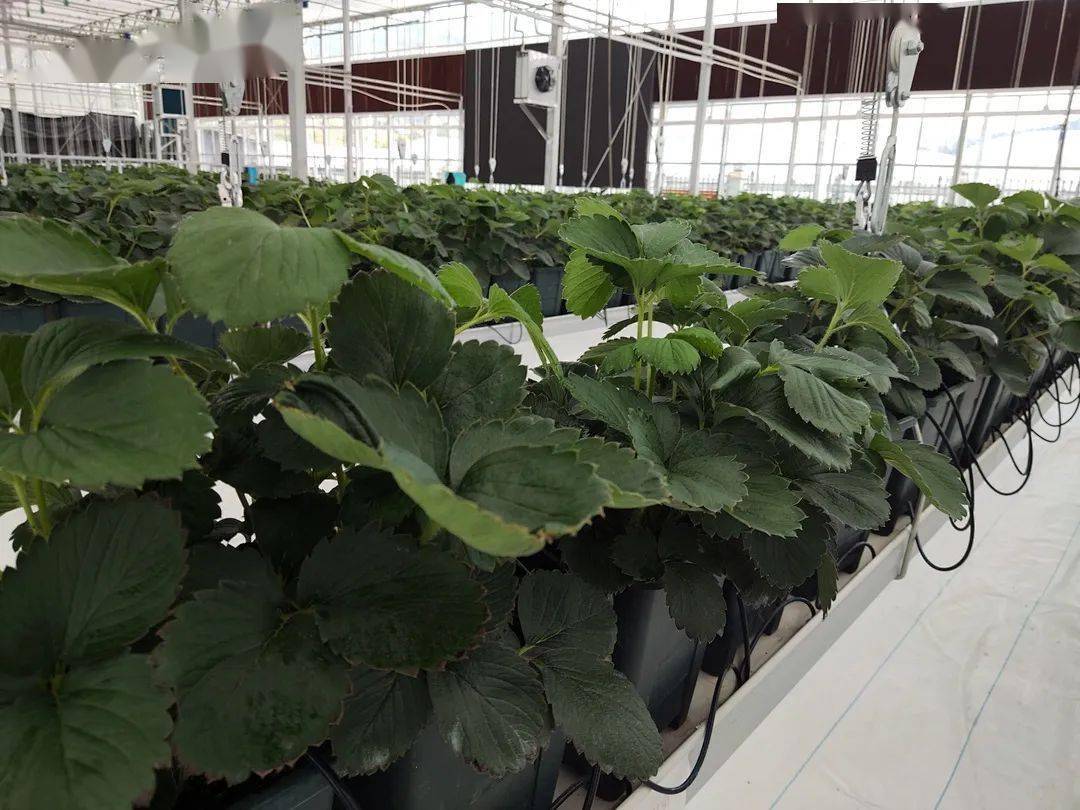 沙马木机到乡镇调研产业发展工作