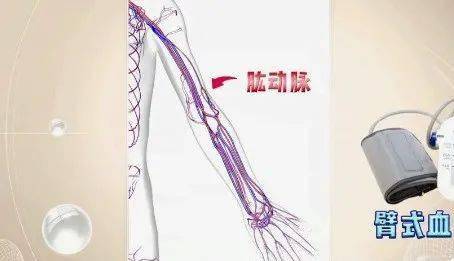 血压计肱动脉位置图片