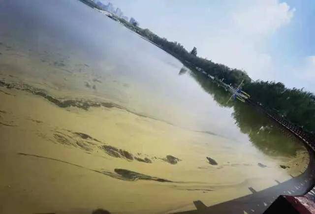 9月16日中午,市民向新消息报反映,银川市兴庆区上海路北塔湖时看到