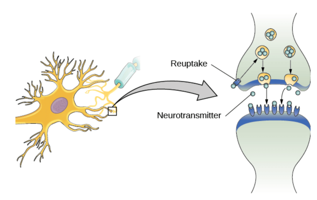 什么!学心理还要学生物?(上)_and