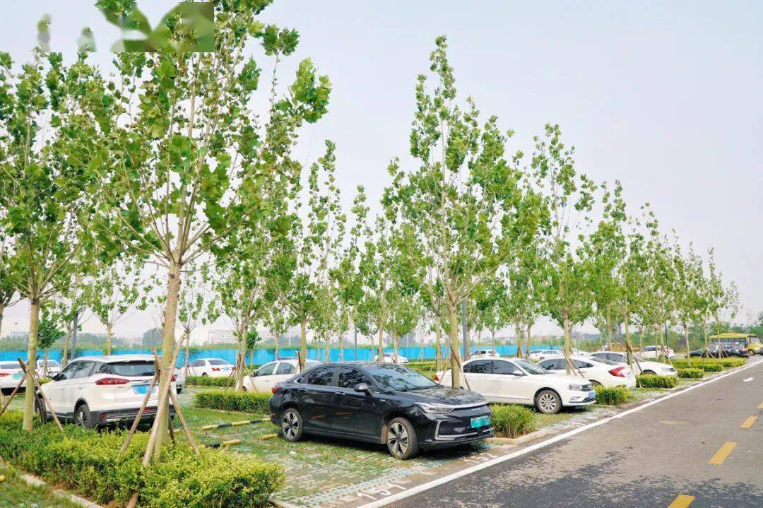 建设"上有树冠可避暑,下有场地可停车"的生态林荫停车场,是惠民利民的