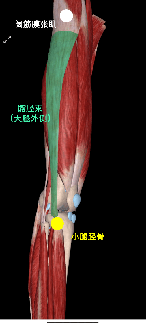 位置髂胫束(如图,绿色长条状)位于大腿外侧,其上部与(臀部)阔筋膜