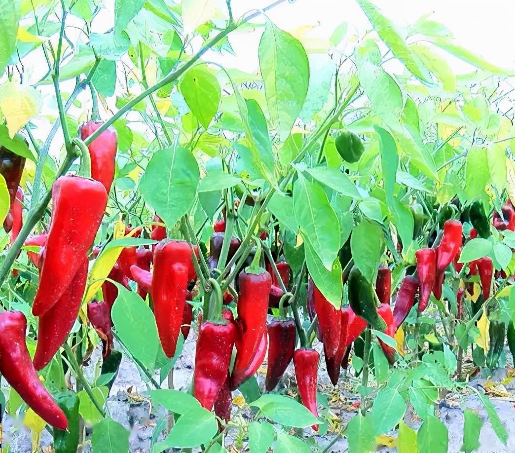 瞻榆镇:红辣椒"串起"火红的日子_种植