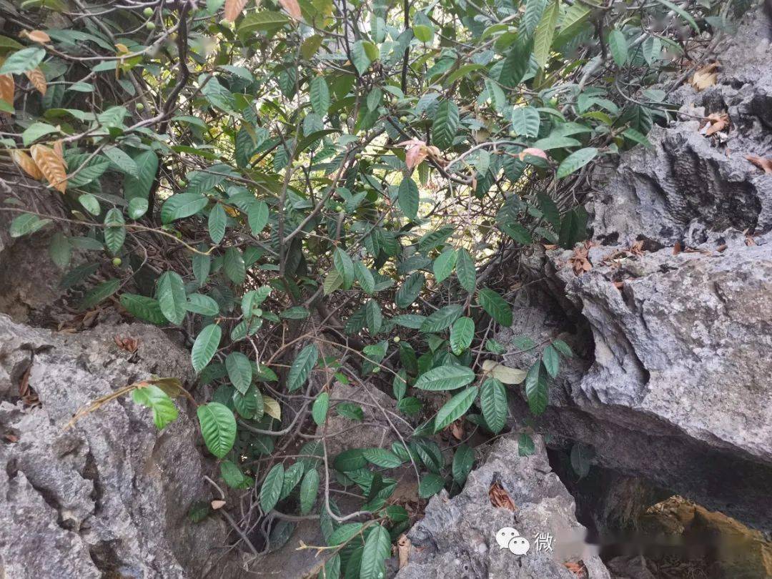 草木葳蕤珍珠莲