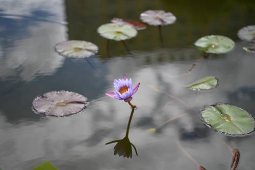 唐代|汶川：睡莲花开 笑迎客来