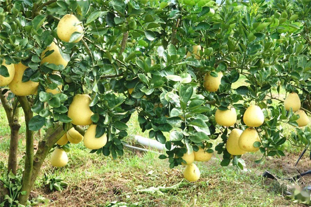 西双版纳柚子产业有优势有望更早上市
