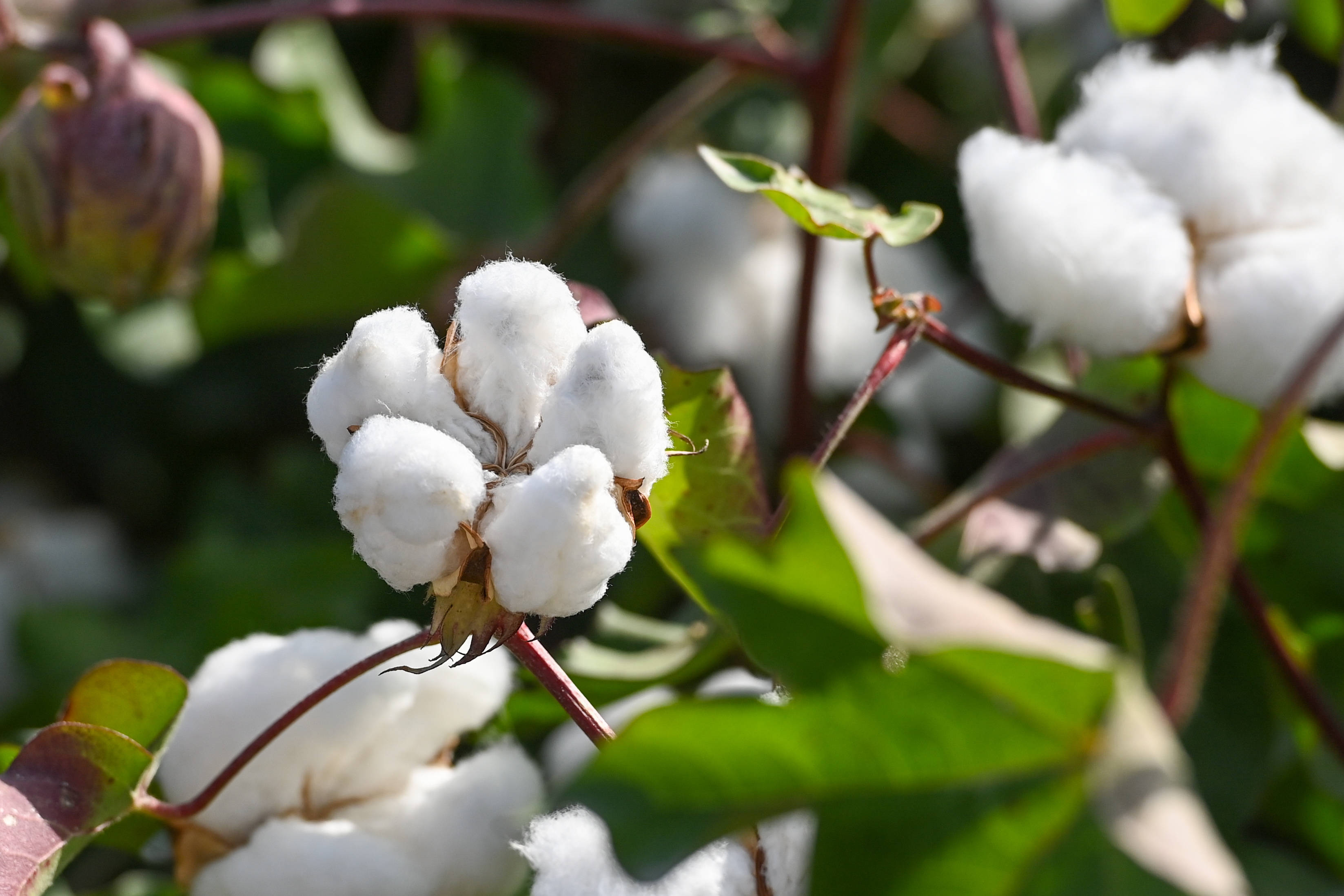日在新疆轮台县塔尔拉克乡"中国棉花"可持续发展项目示范田拍摄的棉花