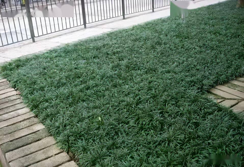 那些比草坪还美的铺地植物