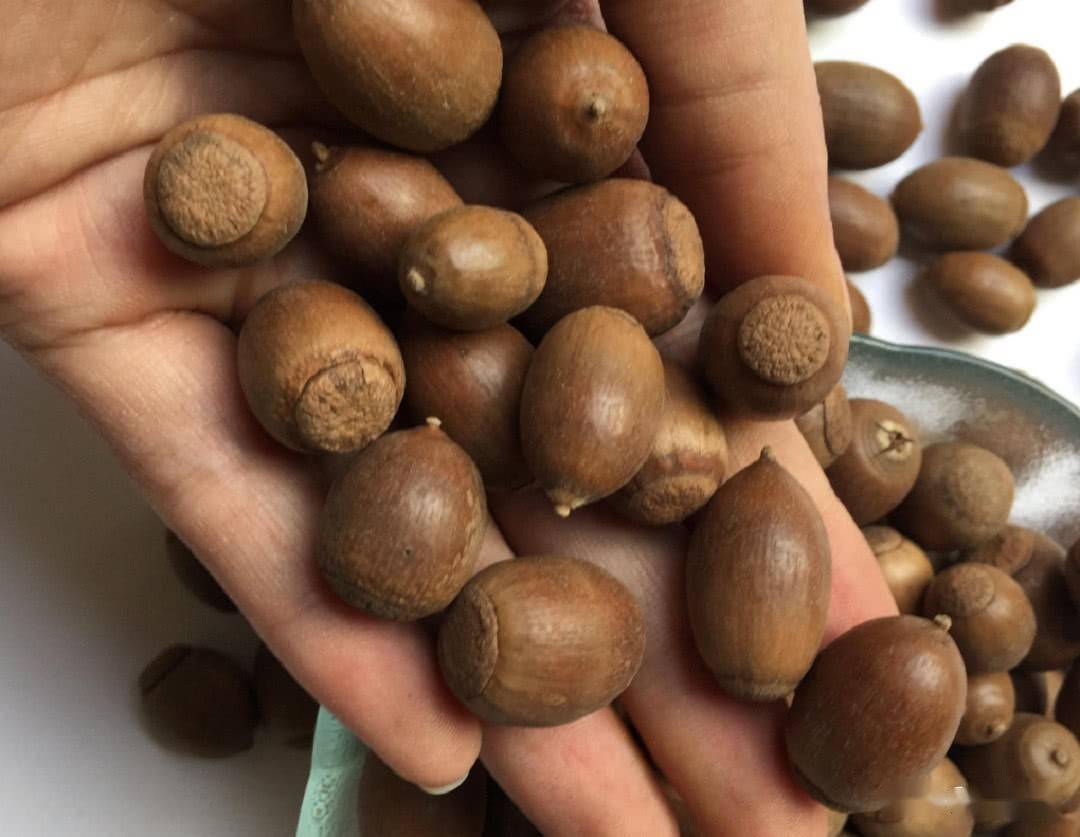 后来,我捡了一塑料袋橡栗子,回家磨成粉,做了许多橡栗子粉条,挺好吃的