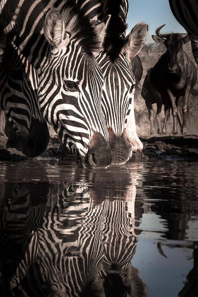 摄影师捕捉完美镜像照斑马河边饮水演绎对称之美