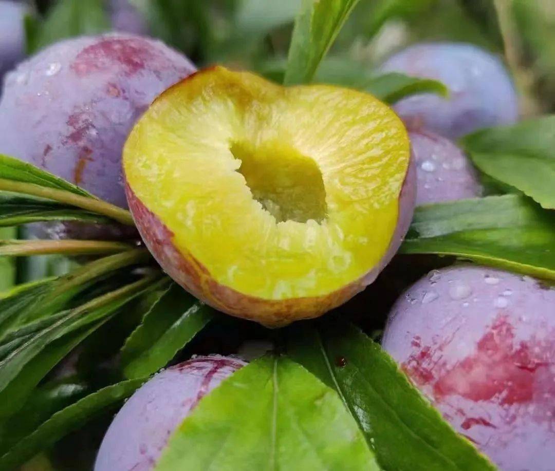 嘎嘣脆的汶川脆红李,肉感十足,一口一颗,嘴巴刹不住车~_青藏高原