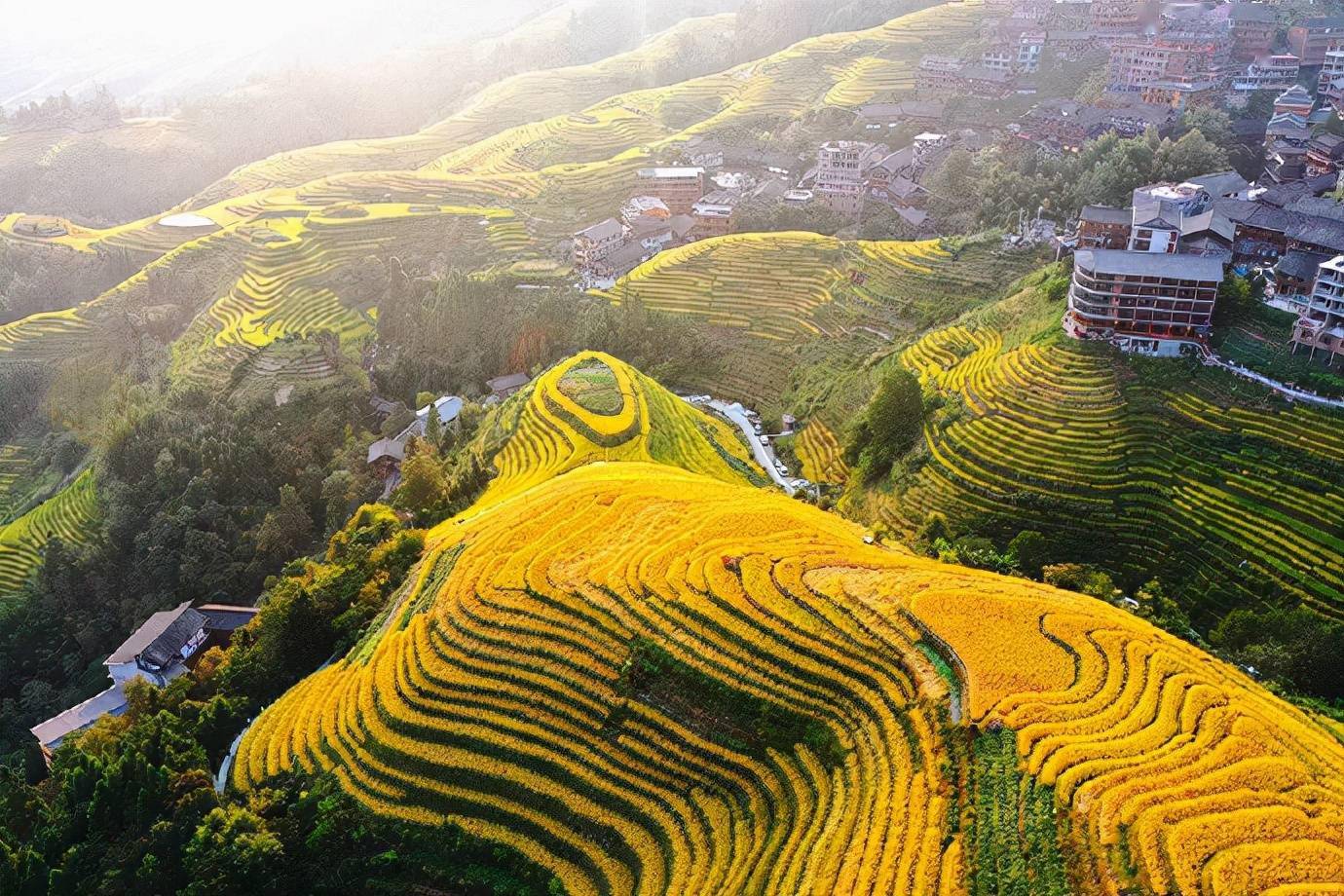 金秋的龙脊梯田在秋风的吹拂下像一片金黄色的海浪在翻滚