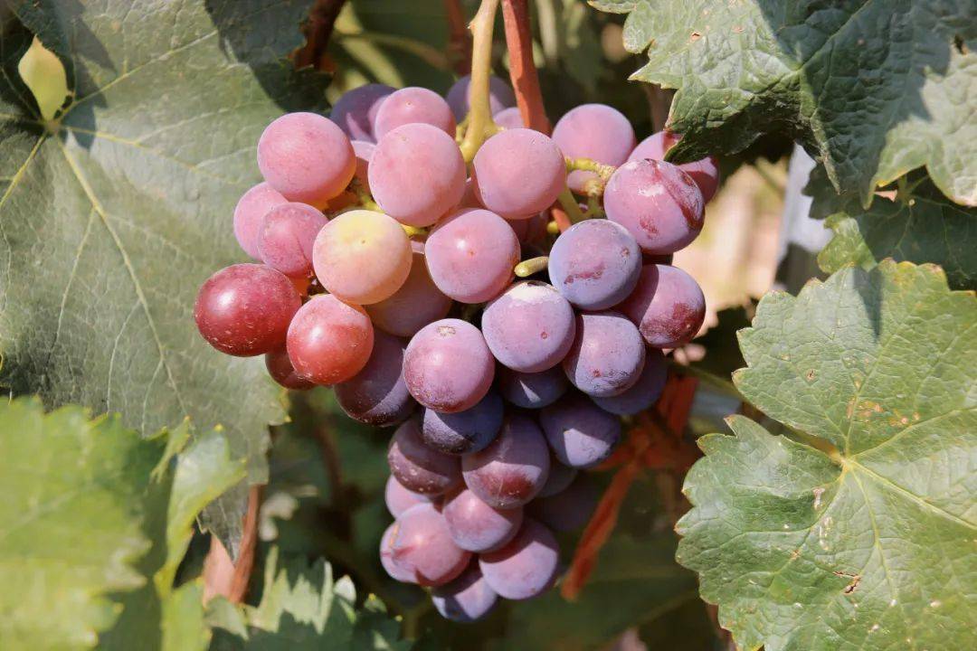 九个月宝宝能吃葡萄吗 7a2b6333416a4c4697a37d297d656783.jpeg