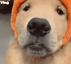 b0d8686f813f47ec824e28fe0f9546e2.gif