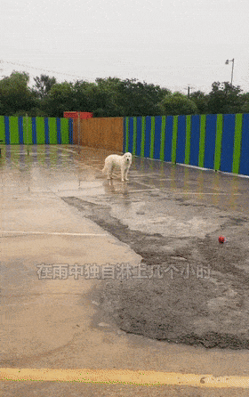这只狗狗很喜欢淋雨,也不知道受啥刺激了.