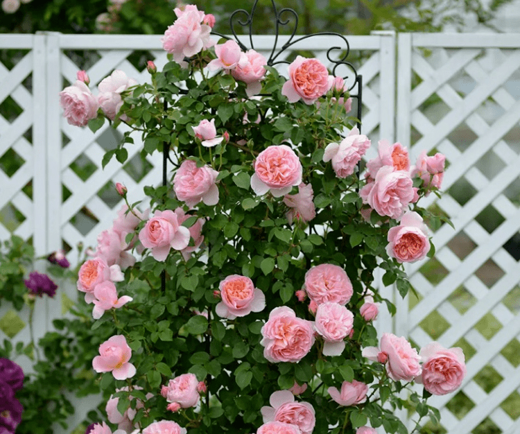 每日一花 | "舍农索城堡的女人们"月季:红色中带着条纹