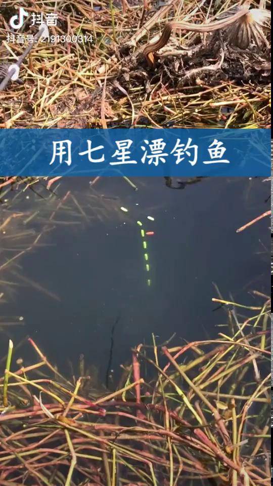 在草洞中用七星漂钓大鱼七星漂轻微浮动就可以提竿