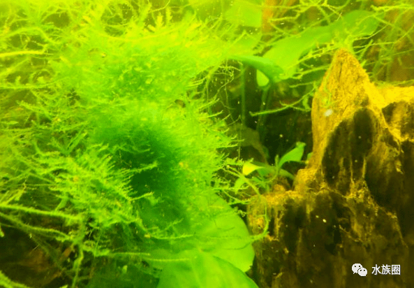 黑木蕨水草种植注意的事项,本人认为黑木蕨并不好养