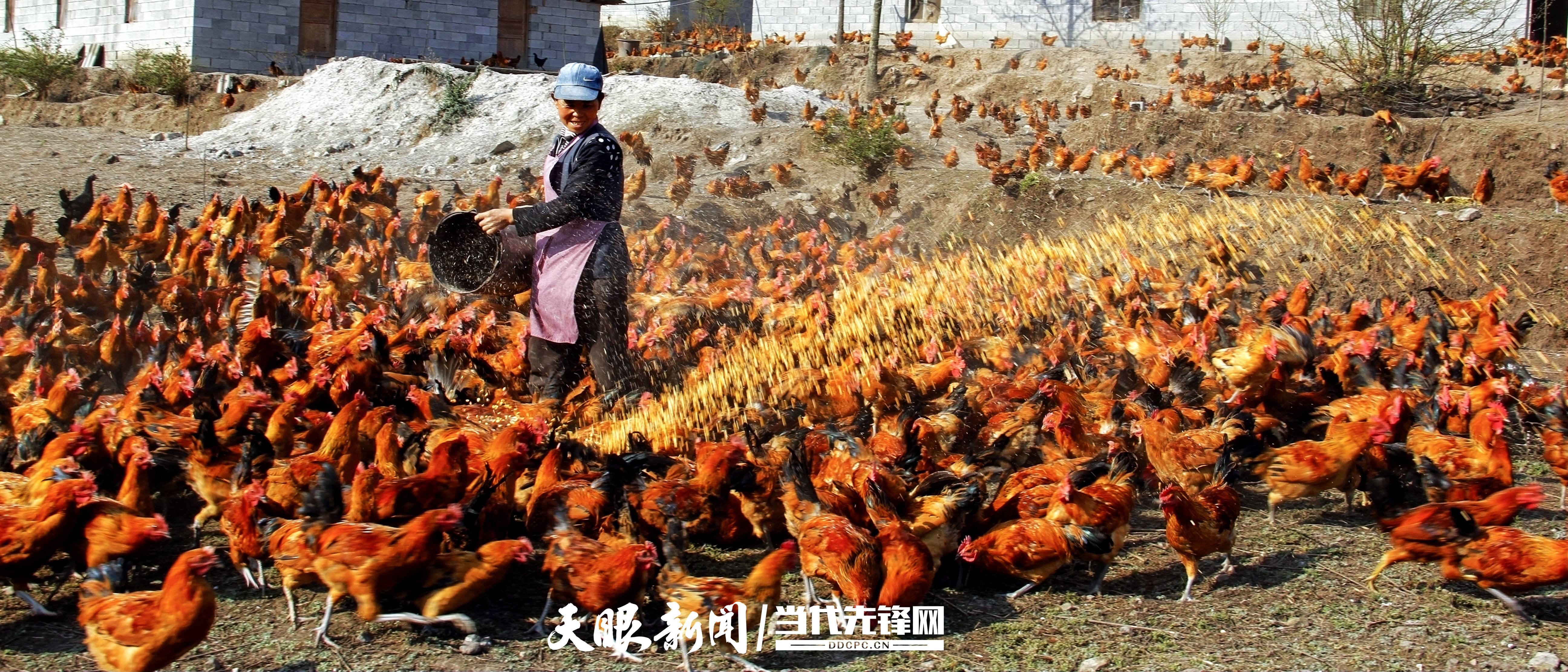 水城县委书记陈石图片