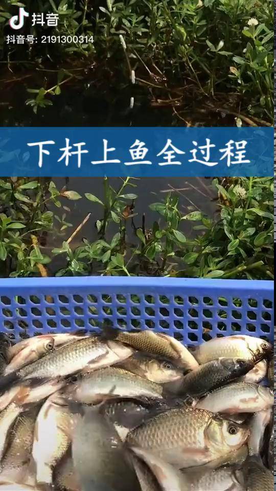 下竿中魚全過程大家注意看七星漂的漂相哦