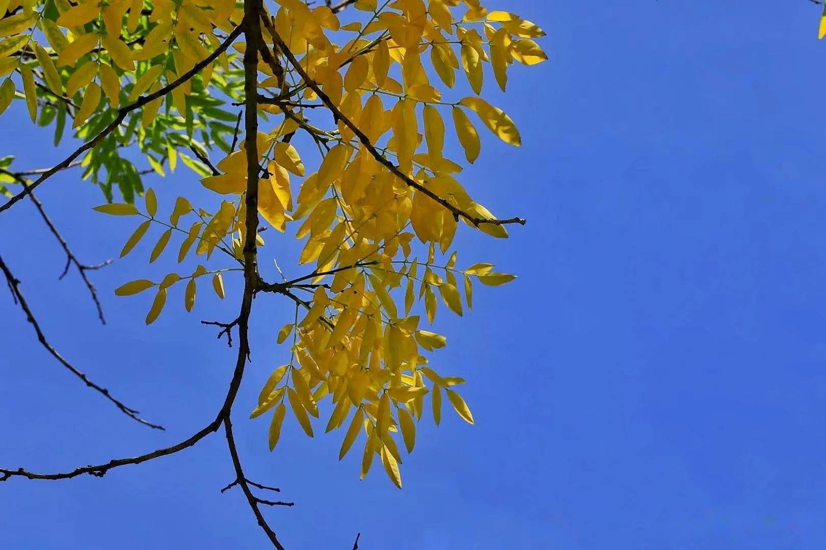 什么时候才算是秋天 d5f1ba4685674745b03b0bbbb523facf.jpeg