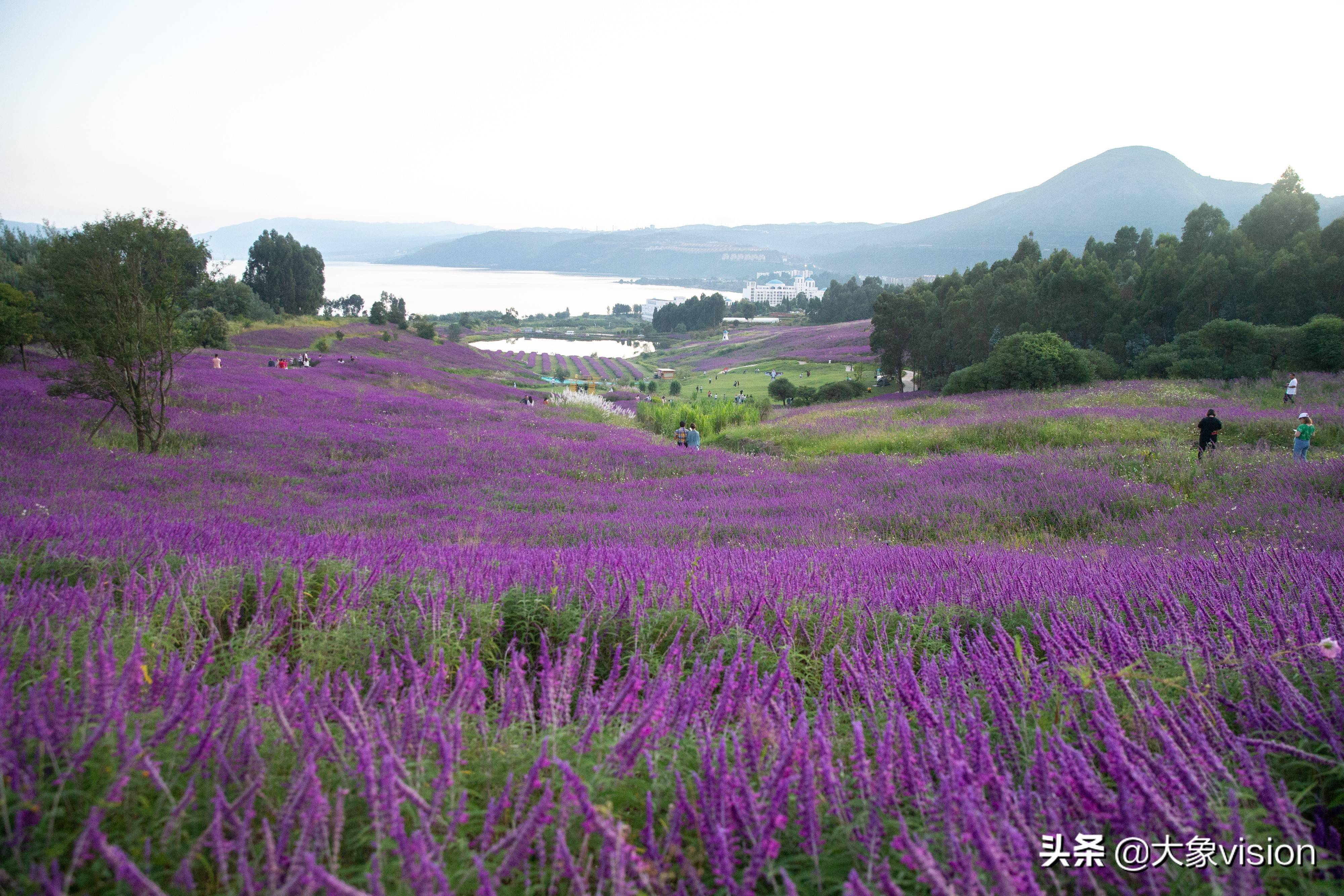 紫色鼠尾草的花语图片