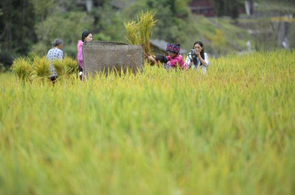 游客|湖北恩施：吊脚楼前“晒”丰收