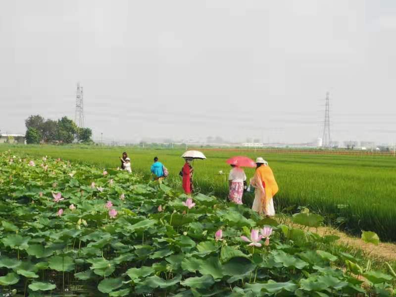 会馆|村庄变身“打卡地” 天津津南区加速乡村振兴