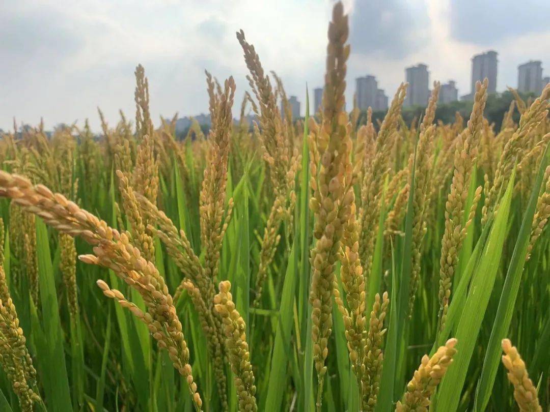 东北遇强降雨 低温 稻民该如何减损 水稻