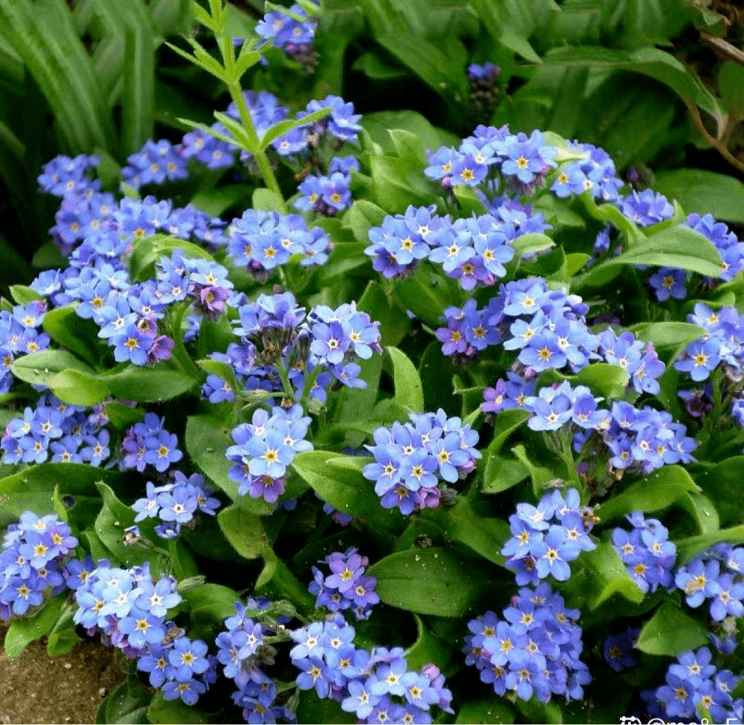 7种花 花语是思念 最适合中秋送给想念的人 土壤