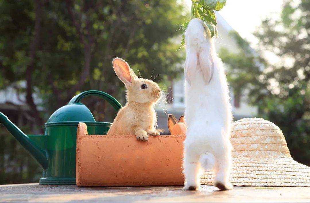 但是并不是所有野兔都能代表玉兔就是野兔奔跑的样子古人对于月中玉兔