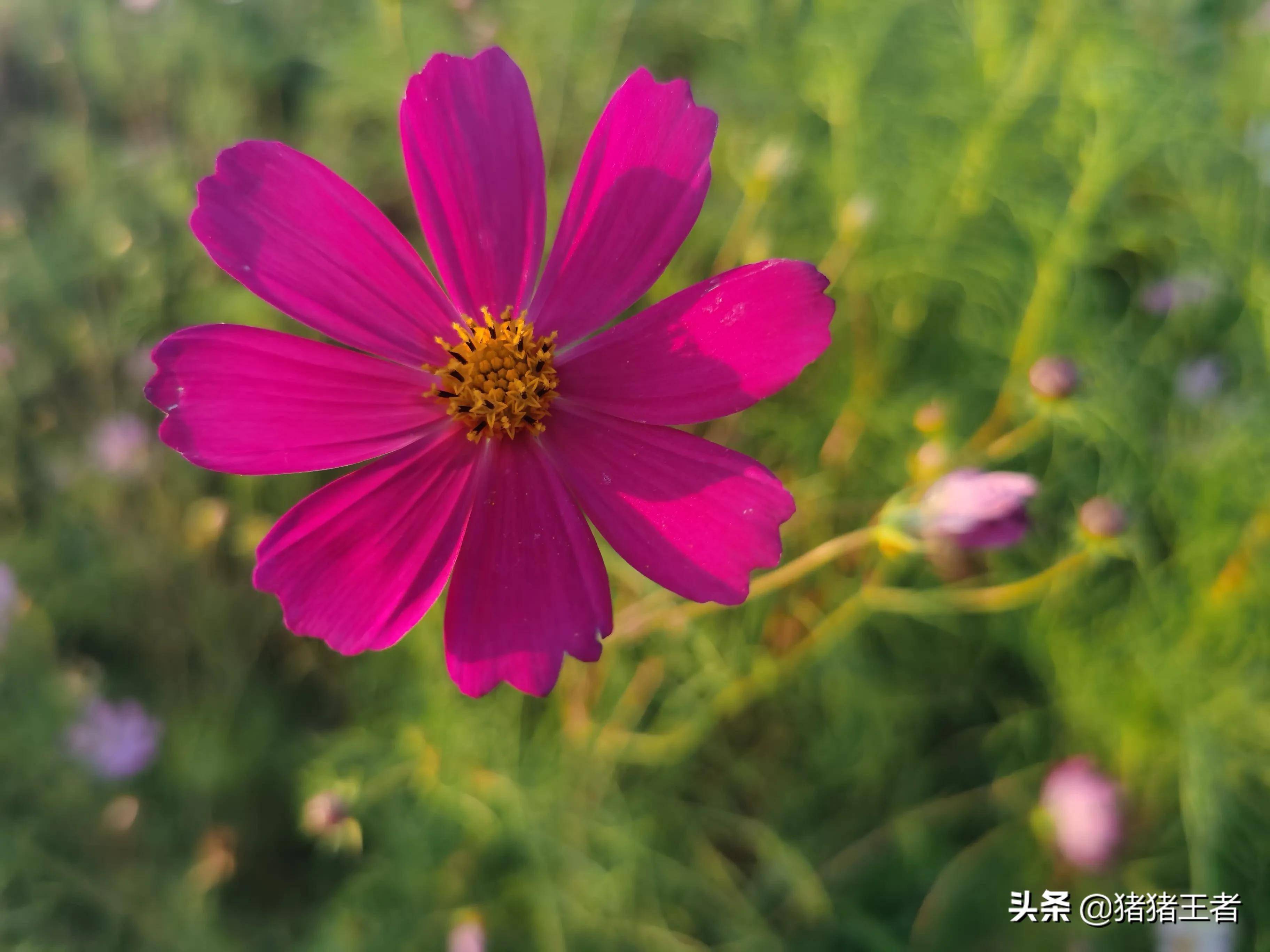 北方的秋天来了,还有这么漂亮的格桑花开,真漂亮