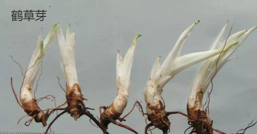 每天学习一味中药鹤草芽
