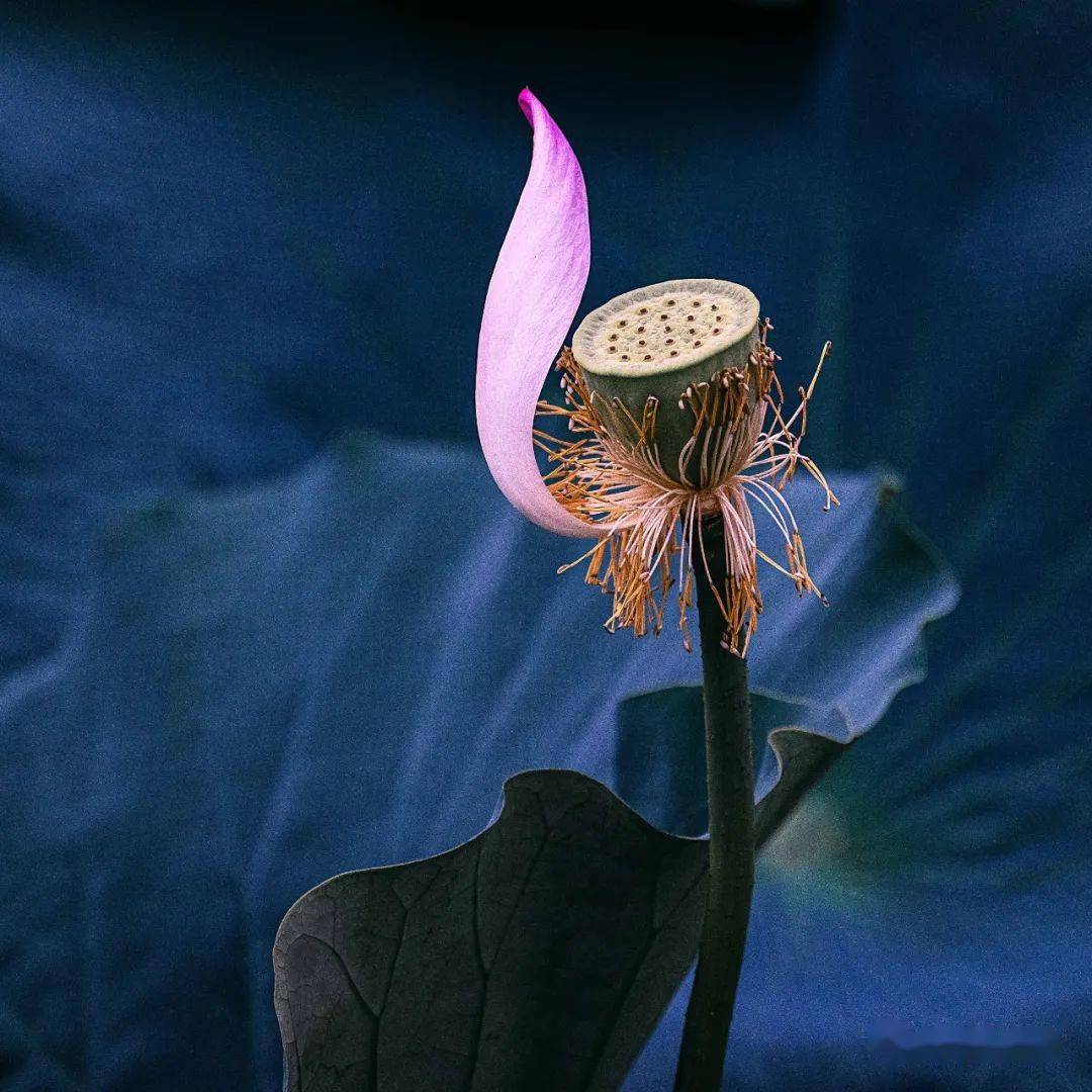 好机友摄影第四届荷花摄影赛优秀作品展