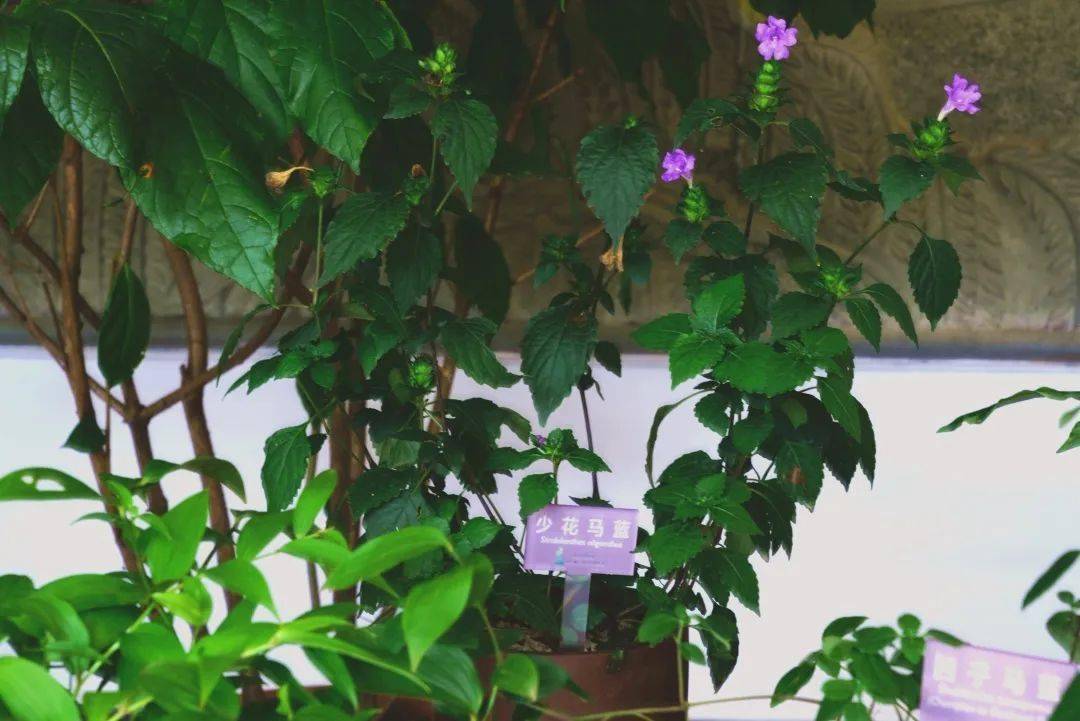 药用植物展出的药用植物有梵天花,浙江叶下珠,少花马蓝等.