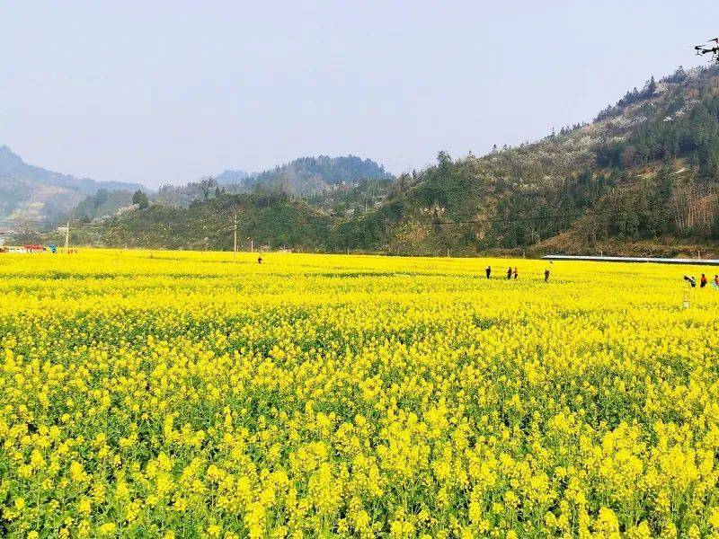 春天铜仁碧江区瓦屋乡万亩油菜花盛开(资料图)