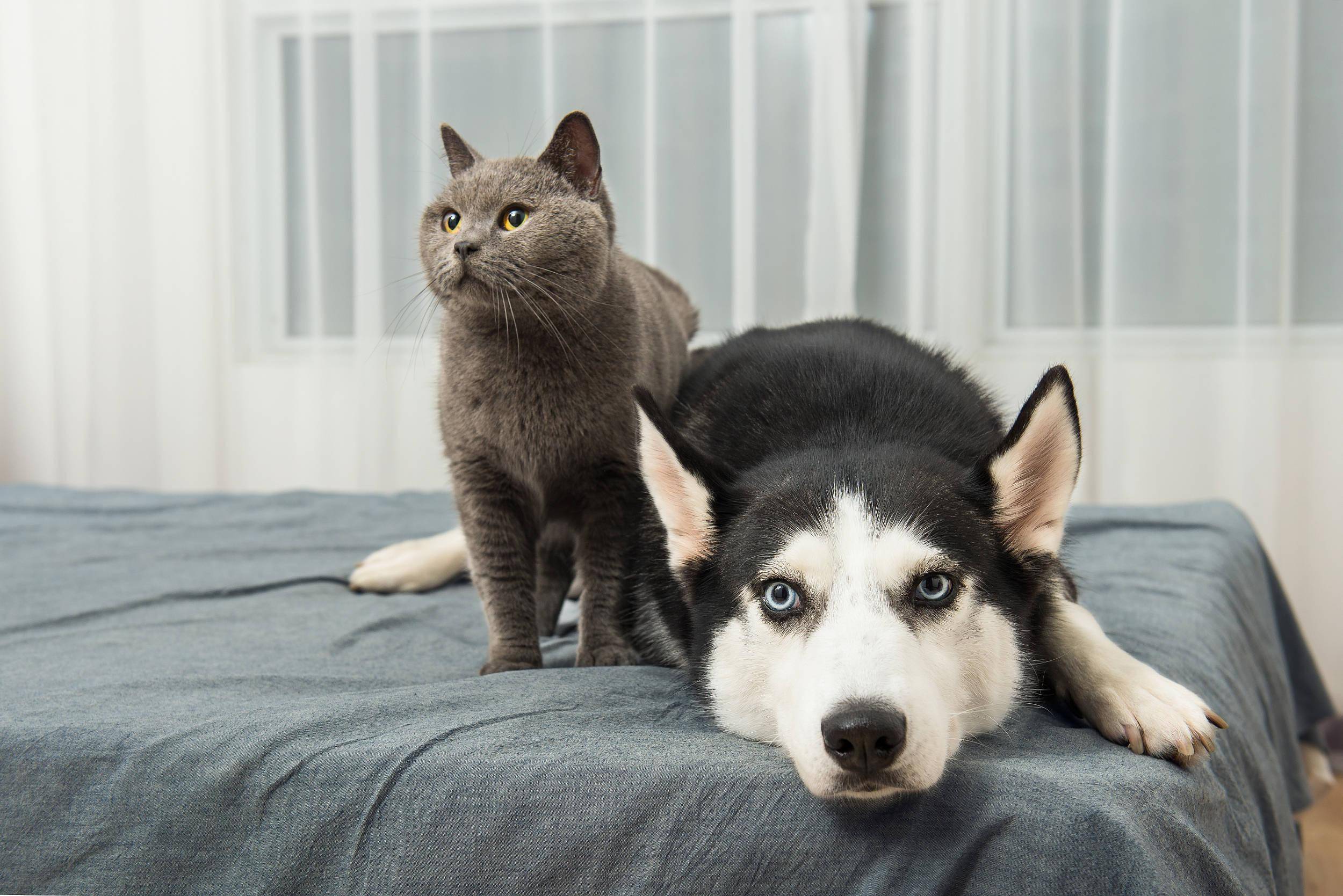 3000亿元宠物经济的背后乱象:猫的子宫,身体与生命,全都是钱