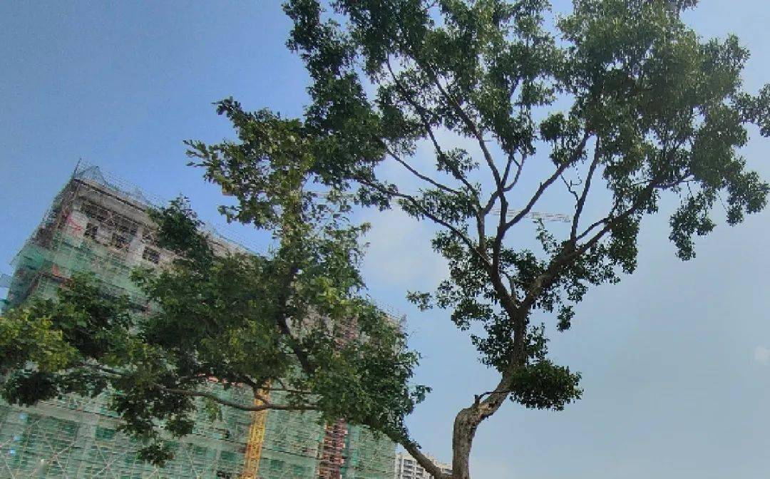 阜阳这棵树,温暖了一座城!
