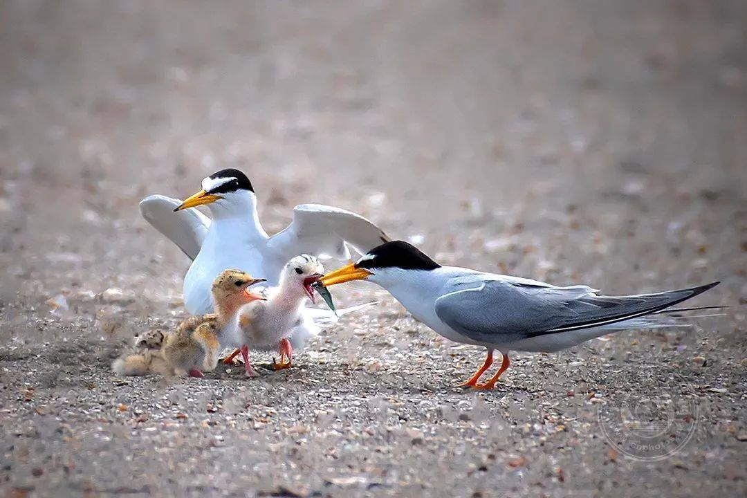 摄影|获奖公布丨2021第十届台中国际摄影艺术展作品（自然组）